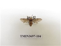 藏品(膜翅目(蜂))的圖片